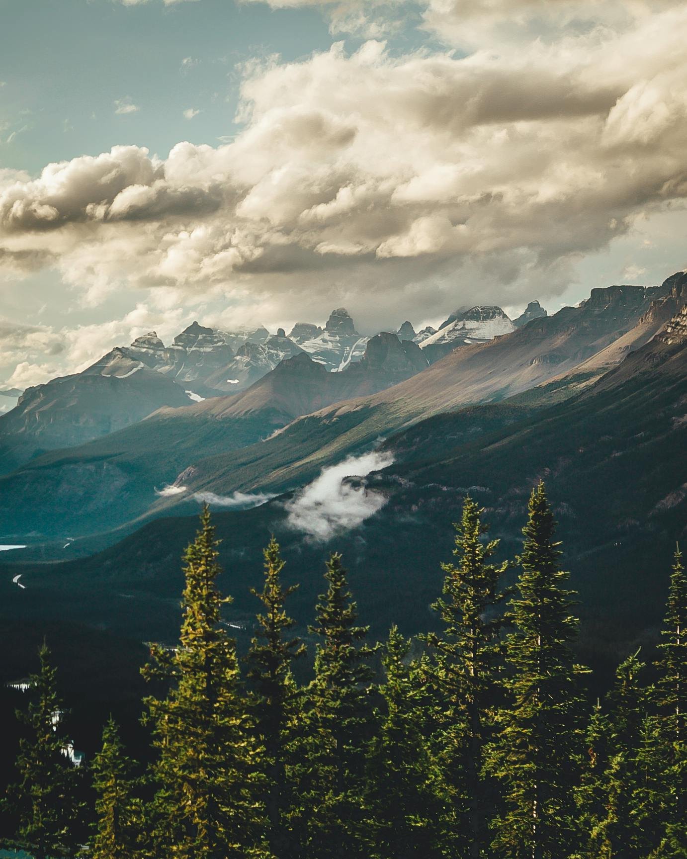 Pine trees on a misty mountainside