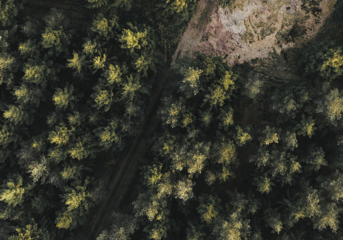 Aerial view of a forest with a dirt road running through it